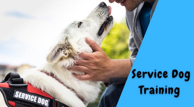 How to train my dog to be a service dog