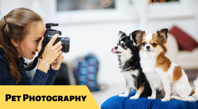 pet photography tips and tricks