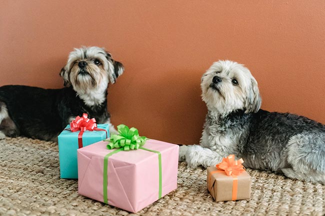 Reasons Why A Dog Gift Hamper Is An Awesome Idea