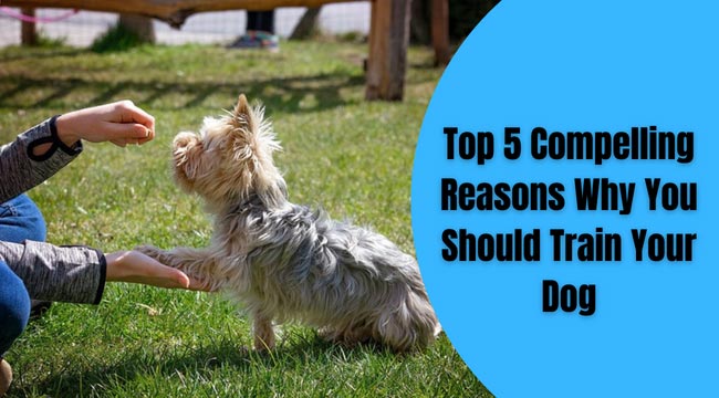 Reasons to Train Your Dog