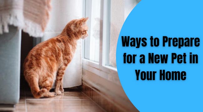 Ways to Prepare for a New Pet in Your Home