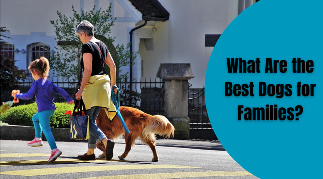 best dogs for a family