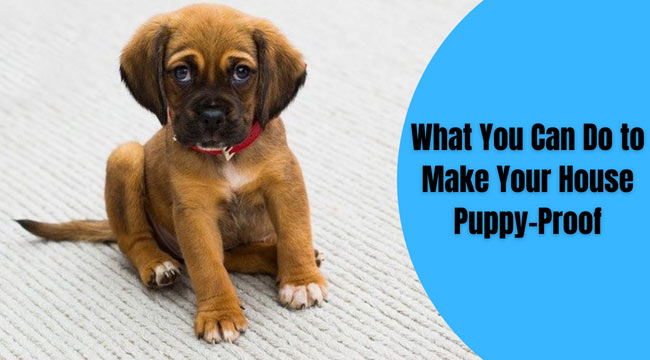 how to puppy proof your house