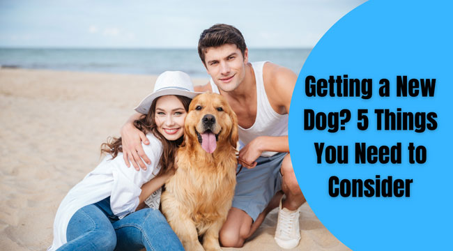 tips for new dog owners