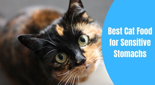 best cat food for sensitive stomachs