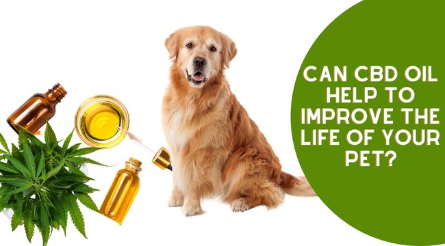 cbd oil for pet