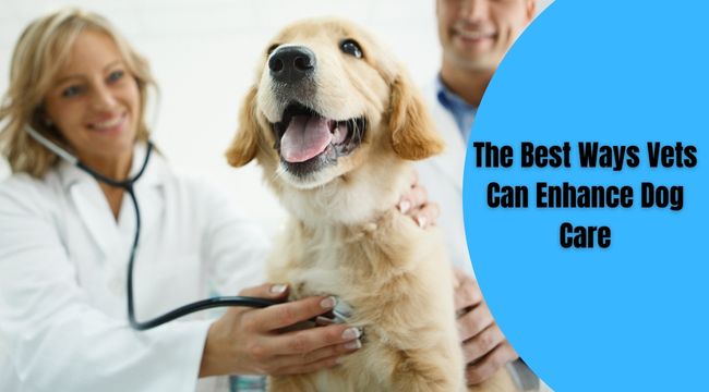 The Best Ways Vets Can Enhance Dog Care