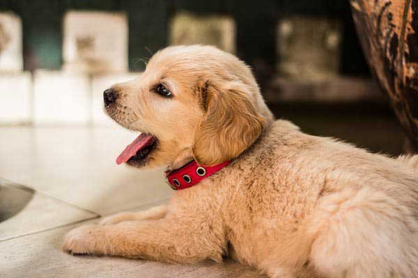 dog anxiety content body image