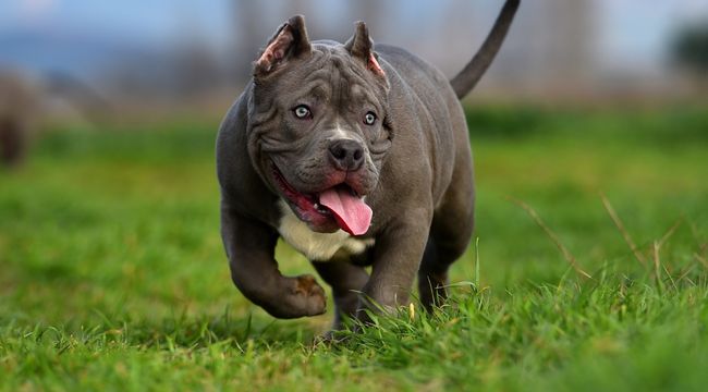 How To Raise An American Bully