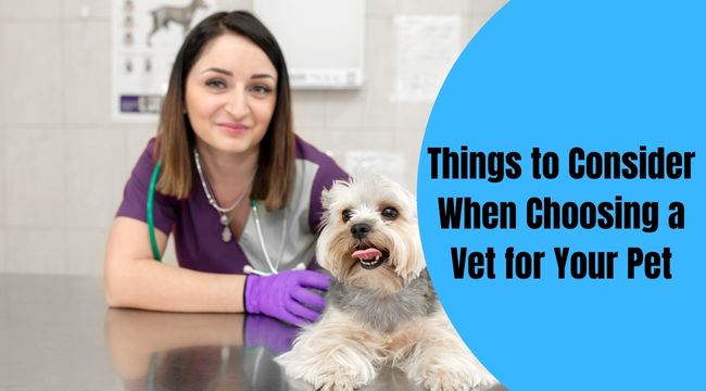 Things to Consider When Choosing a Vet for Your Pet