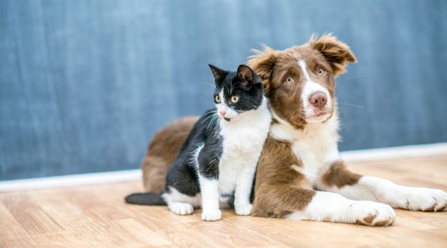 benefits of a class pet