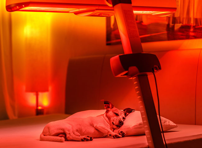 red light therapy for dogs