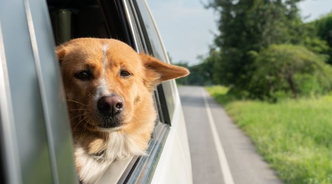 traveling with pet