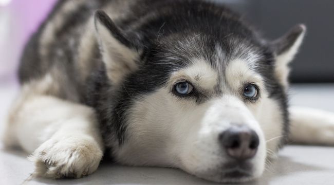 what to know before getting a husky