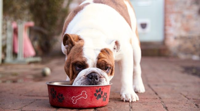 Best Dog Bowl