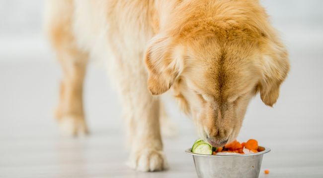 balanced diet for dog