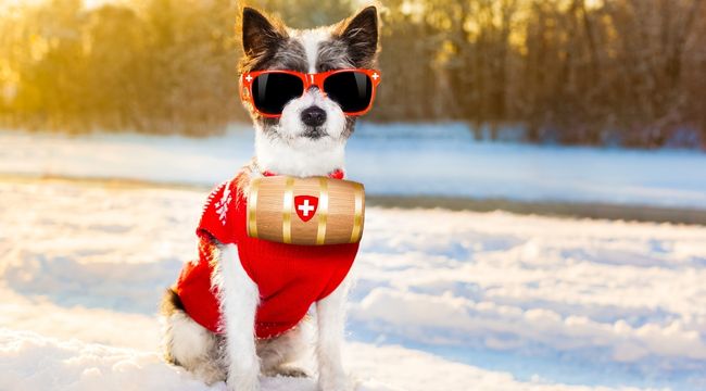 dog winter safety tips