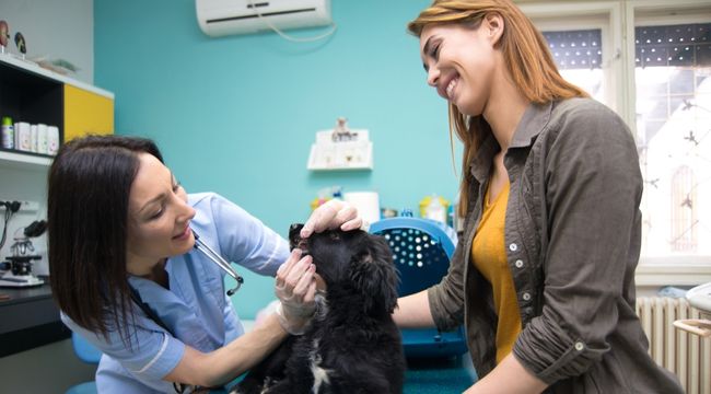 how often should you take your dog to the vet