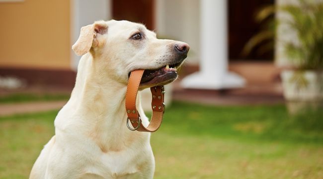 Dog Safety Collar