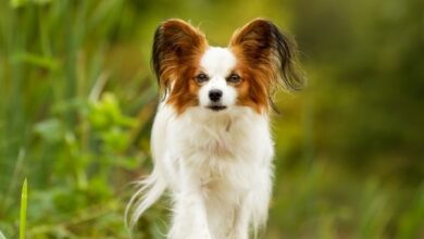 What Makes CBD For Dogs Beneficial