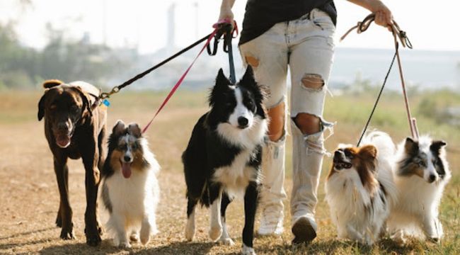 best dog breeds for city living