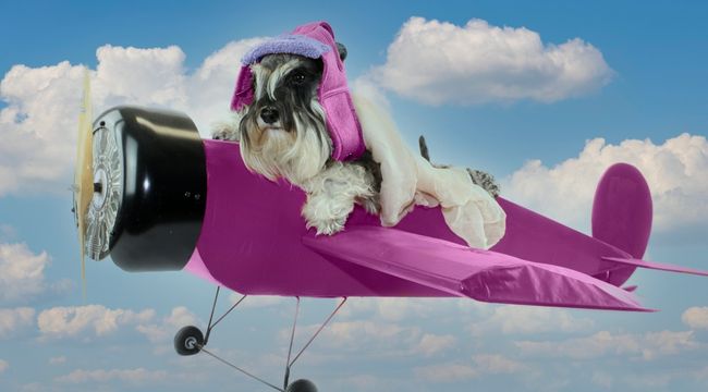 how to prepare dog for flight
