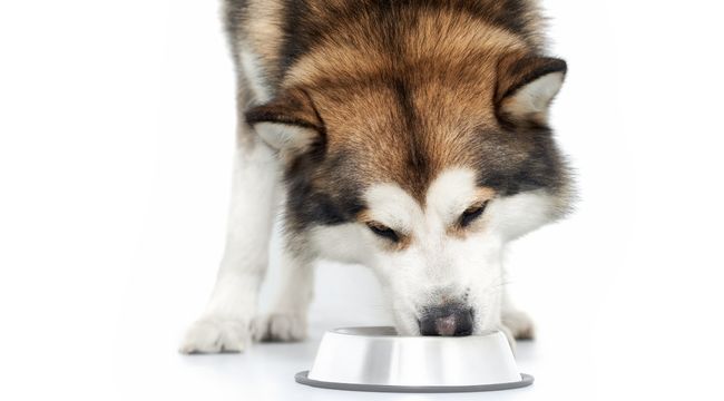 which foods are harmful to dogs