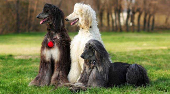 Afghan Hound