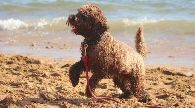 hypoallergenic dog breed