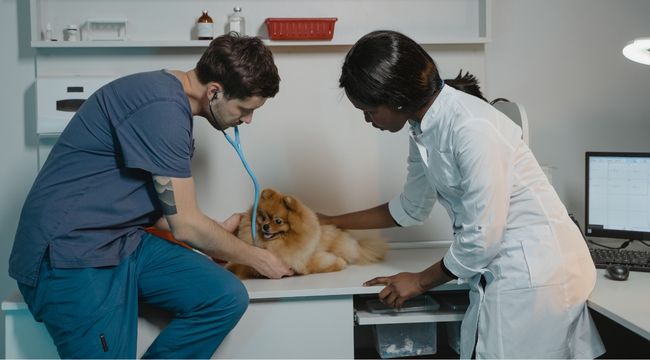 Dogs with Upper Respiratory Infections Causes & Home Treatments