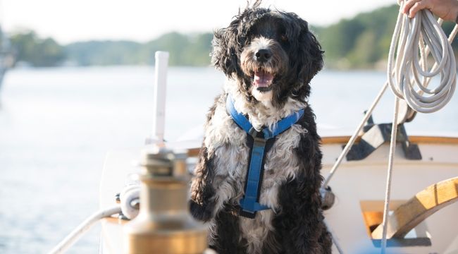 Portuguese Water Dog