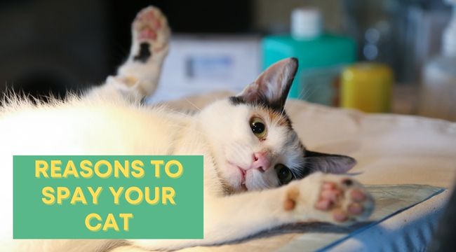 Reasons to Spay Your Cat