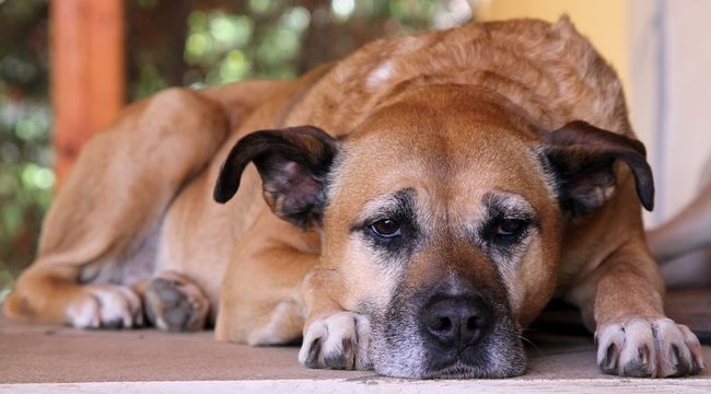 Signs of Aging in Dogs