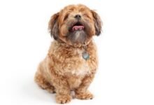 Teddy Bear Dog Breeders