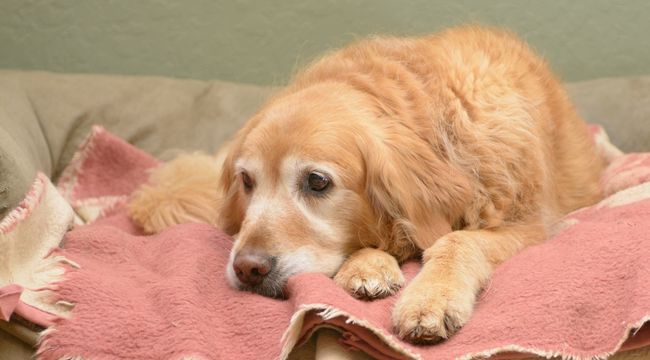 caring for an older dog