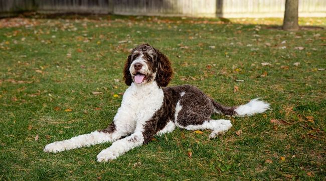 Bernedoodle