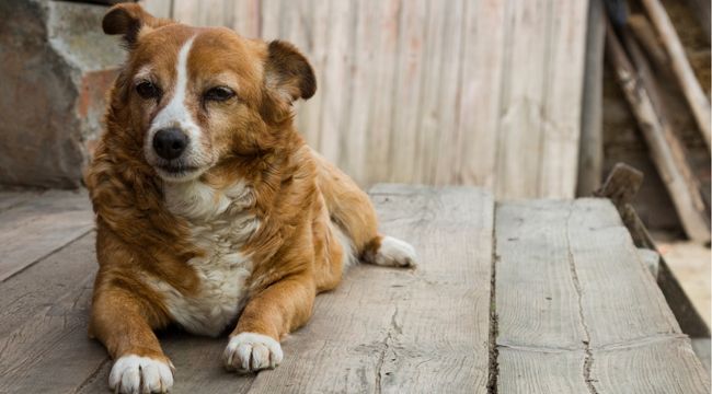 how to care for an older dog