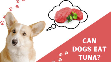 can dog eat tuna?