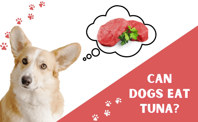 can dog eat tuna?