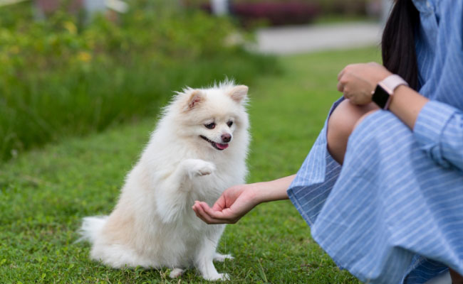Dog Owner