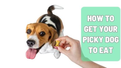How to Get Your Picky Dog to Eat
