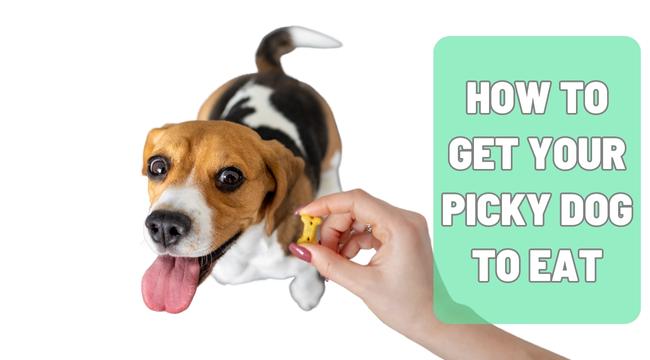 How to Get Your Picky Dog to Eat