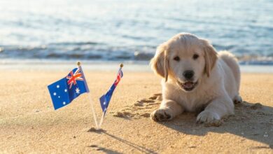 Tips for Flying Your Dog to Australia