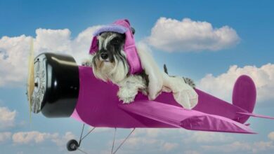how to prepare your dog for air travel