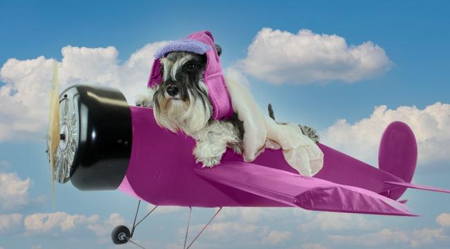 how to prepare your dog for air travel