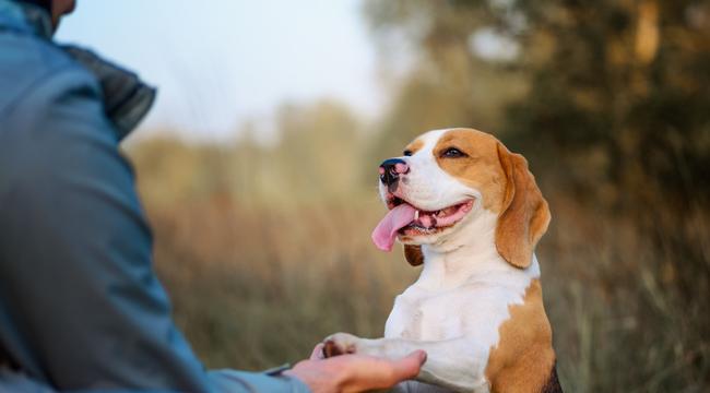 how long does grief last after losing a pet