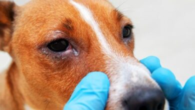 pictures of conjunctivitis in dogs