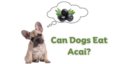 Can Dogs Eat Acai?