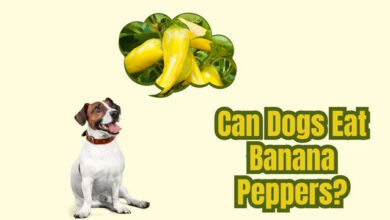 can dogs eat banana peppers?