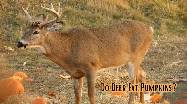 does deer eat pumpkins